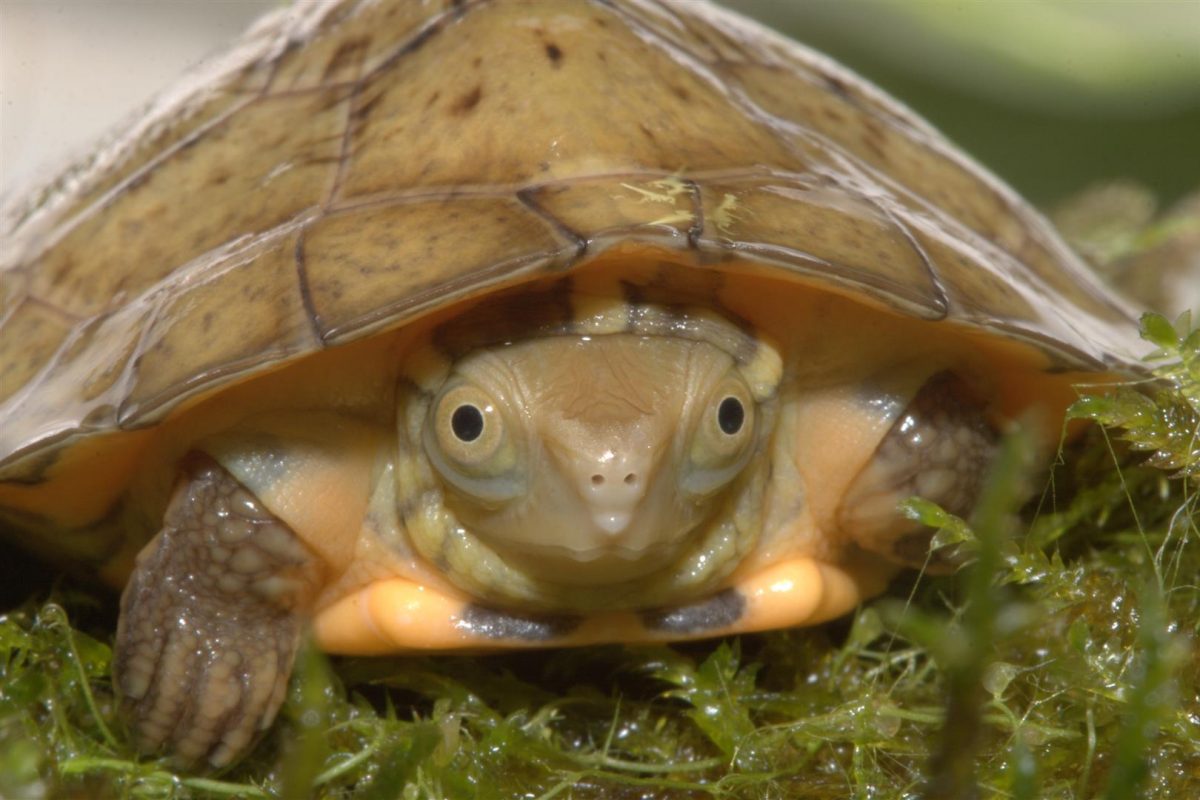 Four-Eyed Turtle Straight On