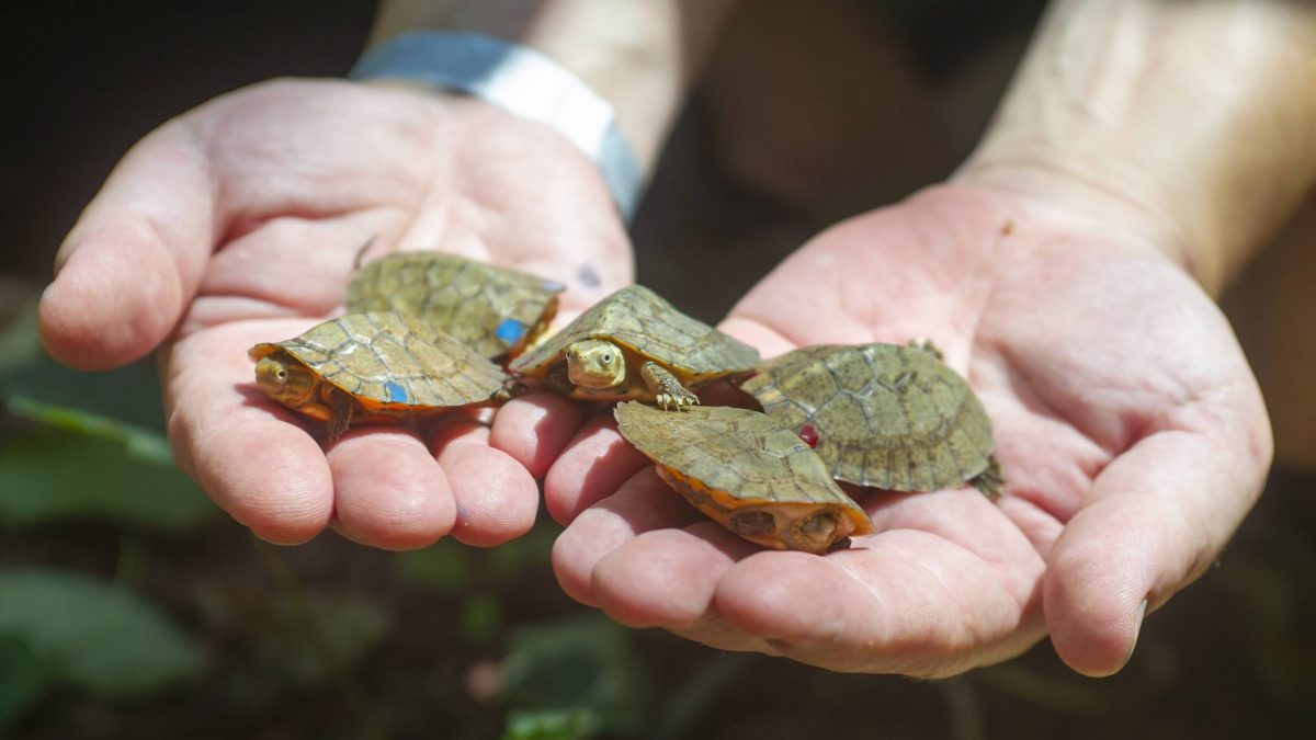 hands holding five baby turtles