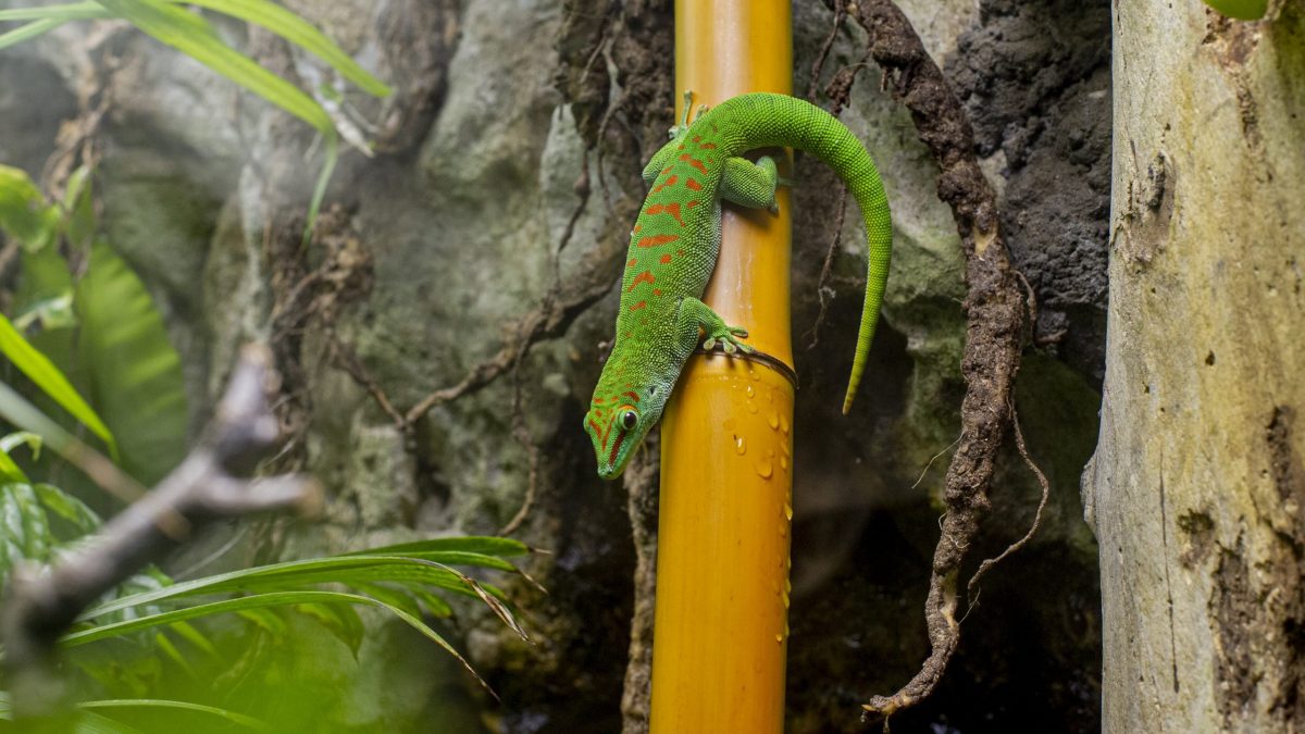 Madagascar Giant Day Gecko