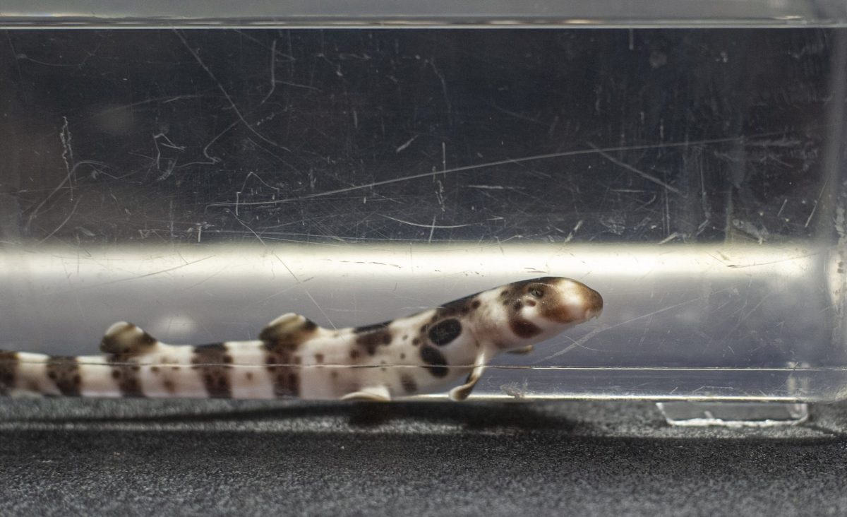 Baby Epaulette Shark