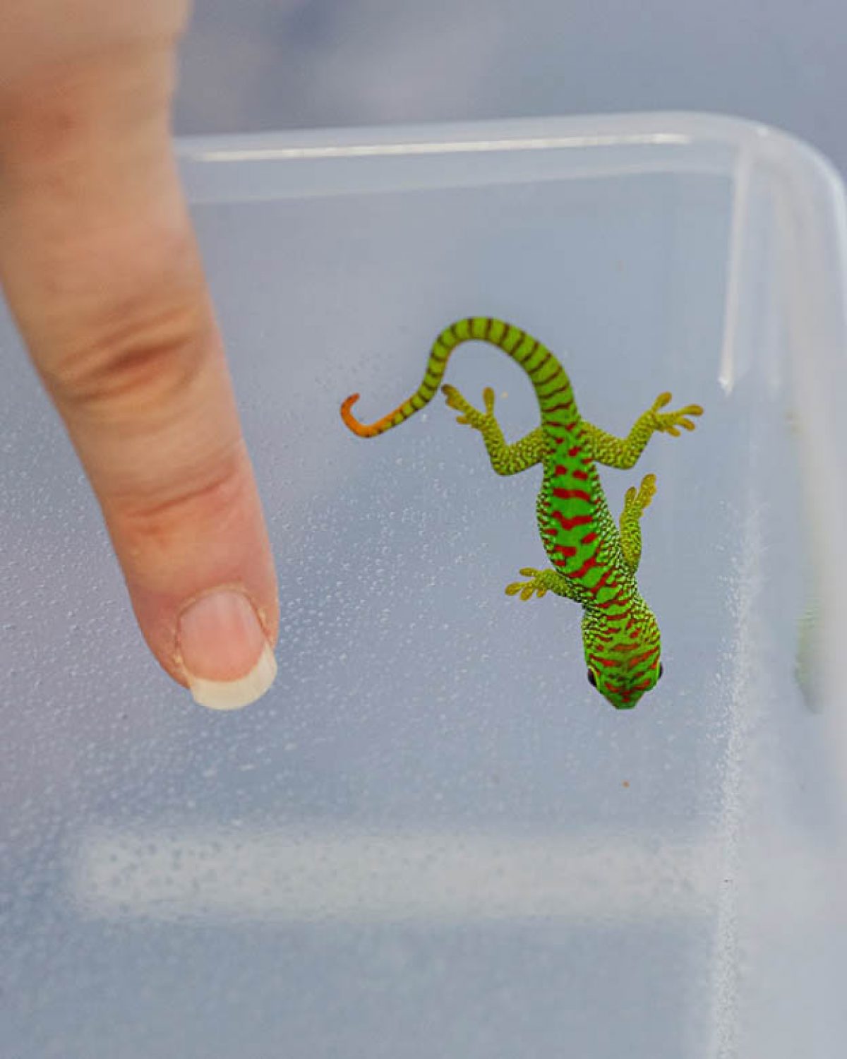 Baby Madagascar Giant Day Gecko crawling on the side of a container