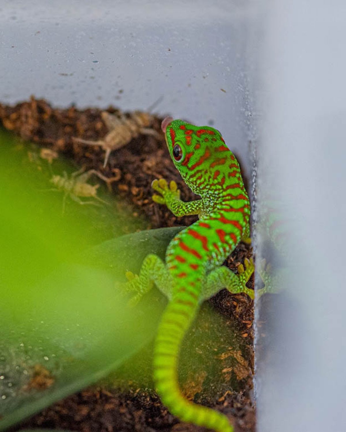 Baby Madagascar Giant Day Gecko