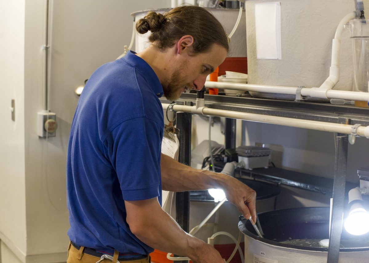 A male aquarium employee working on the nursery