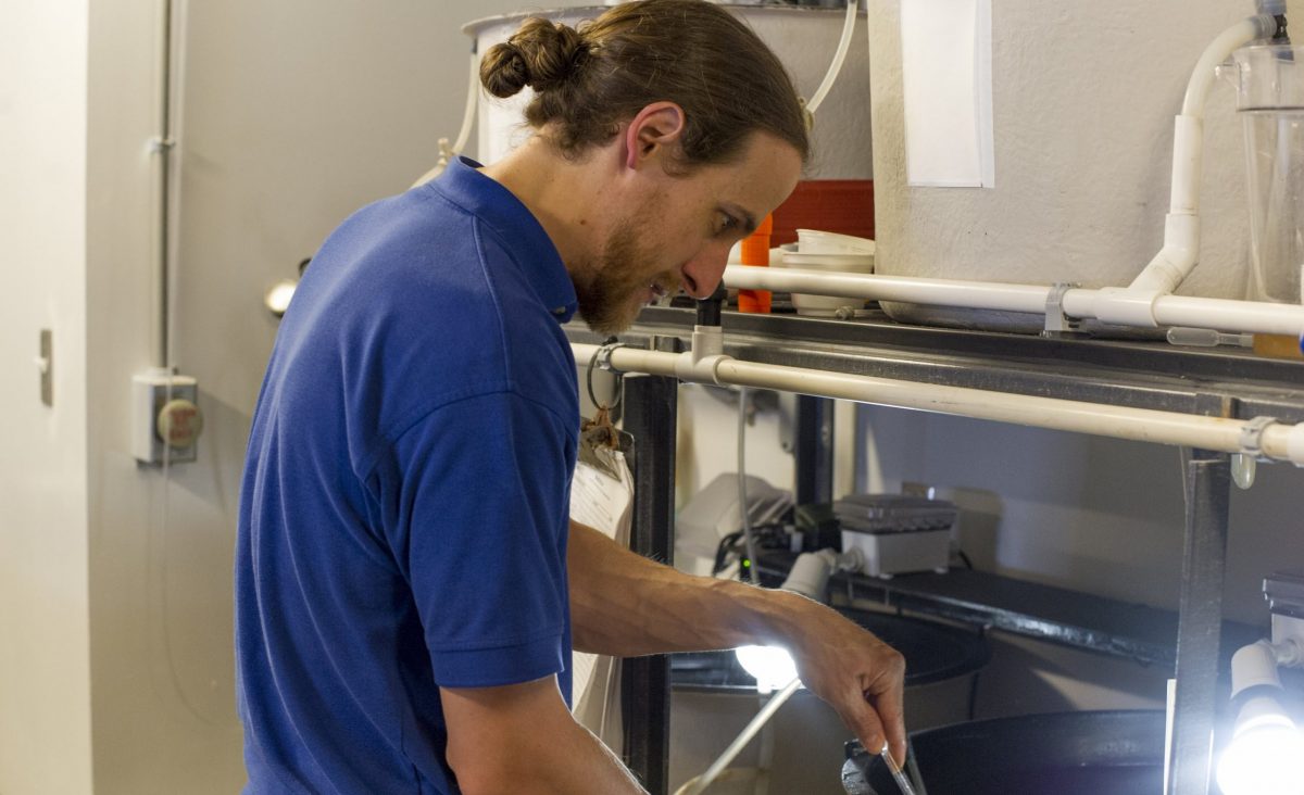 A male aquarium employee working on the nursery