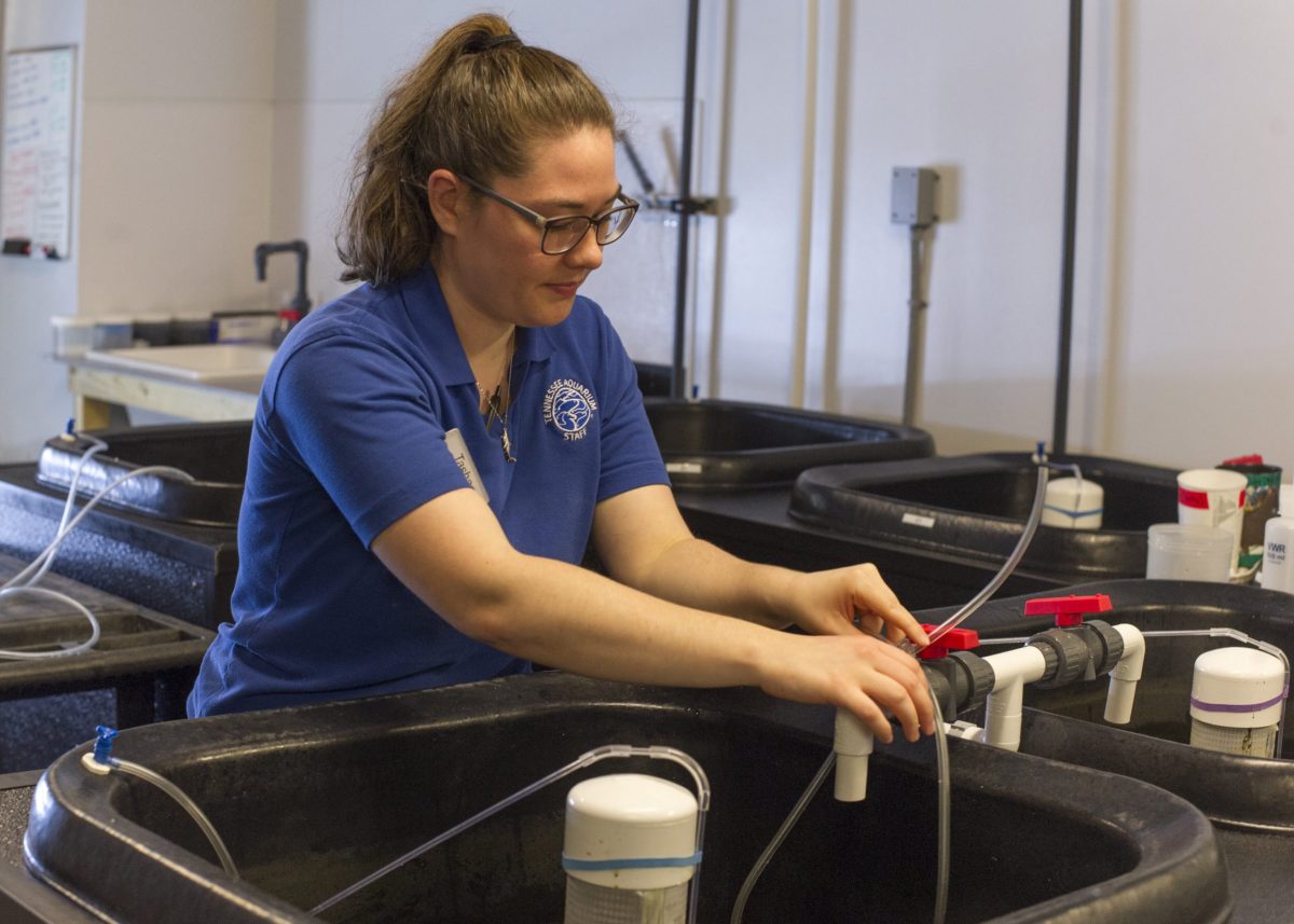 A female aquarium employee adjusting the pipes of fish nursery