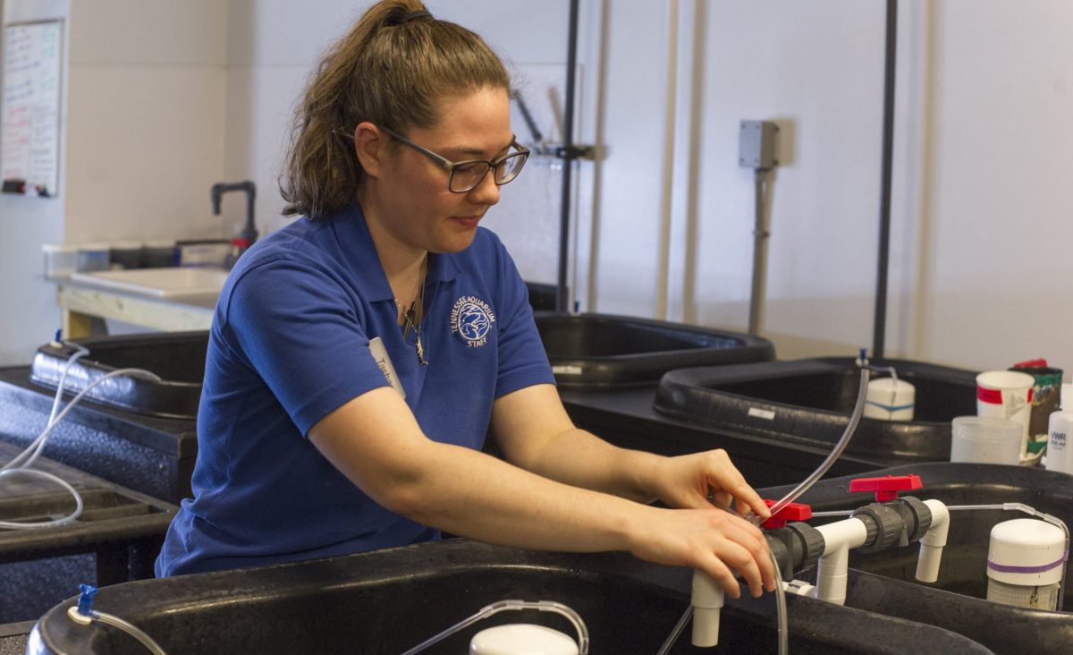 A female aquarium employee adjusting the pipes of fish nursery