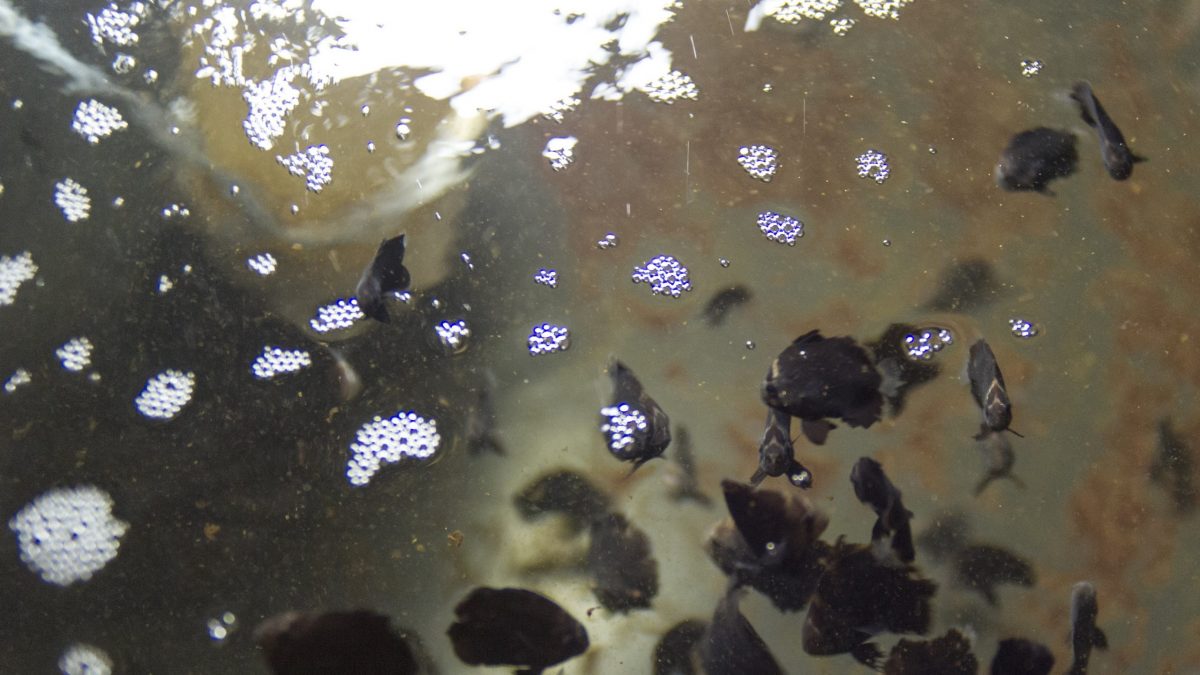 Fish visible through the lightly bubbling surface of the nursery