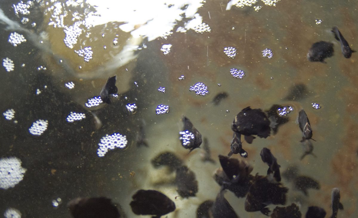 Fish visible through the lightly bubbling surface of the nursery