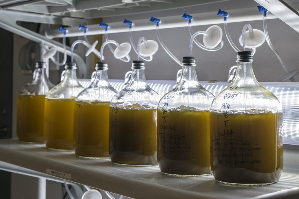 Glass vessels housing algae for the nursery