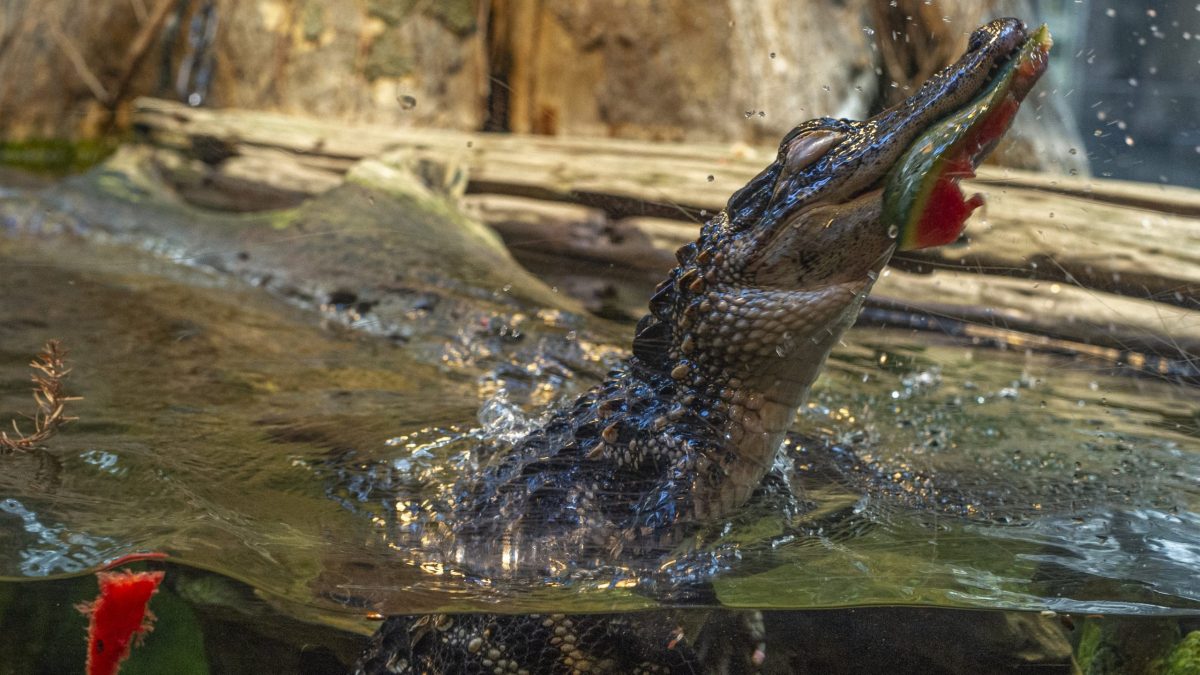 Alligators Eating Watermelon Enrichment