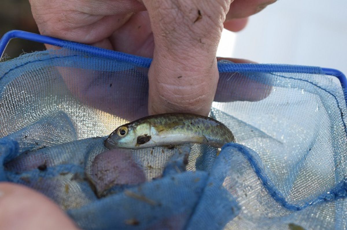 A Barrens Topminnow in a net