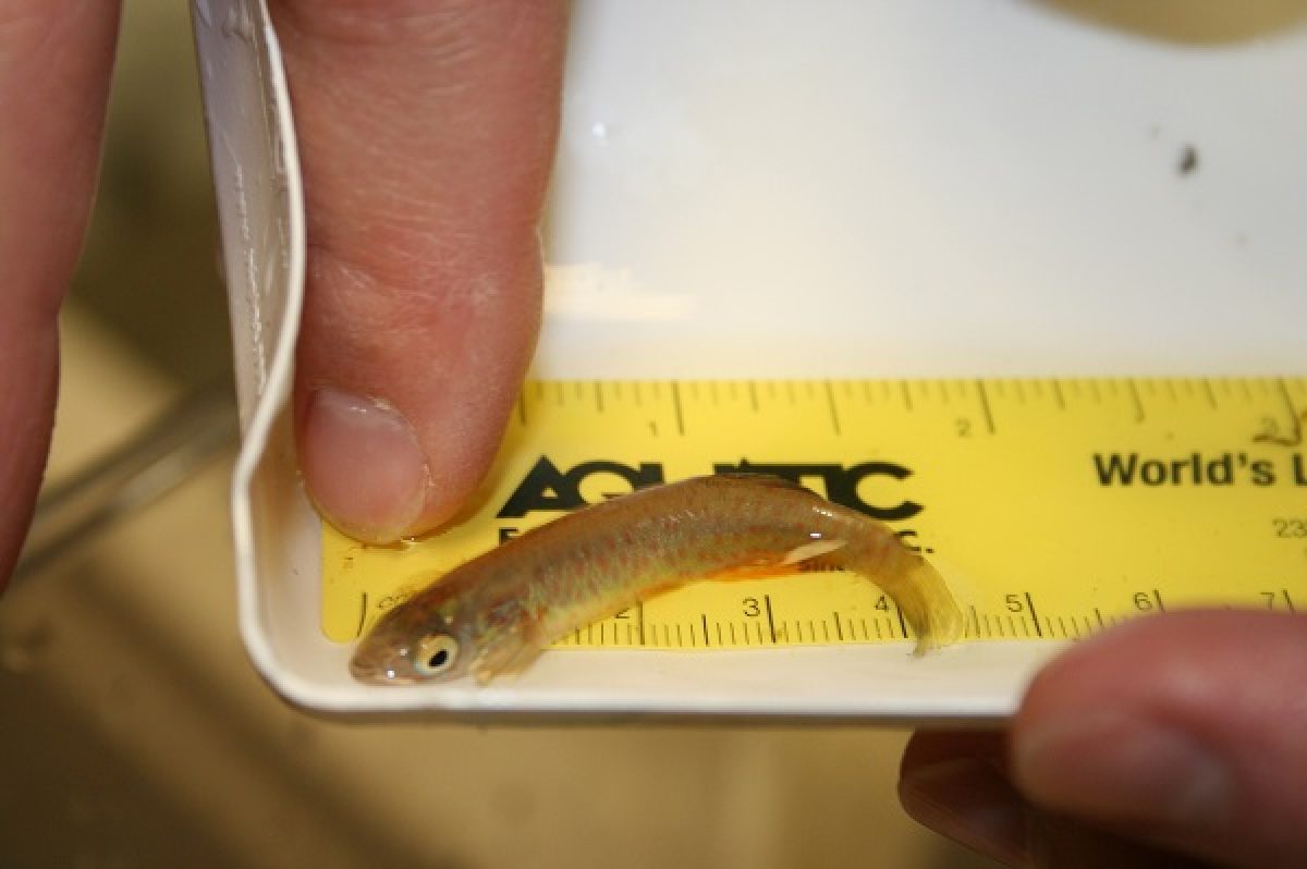 A Barrens Topminnow being measured with a ruler
