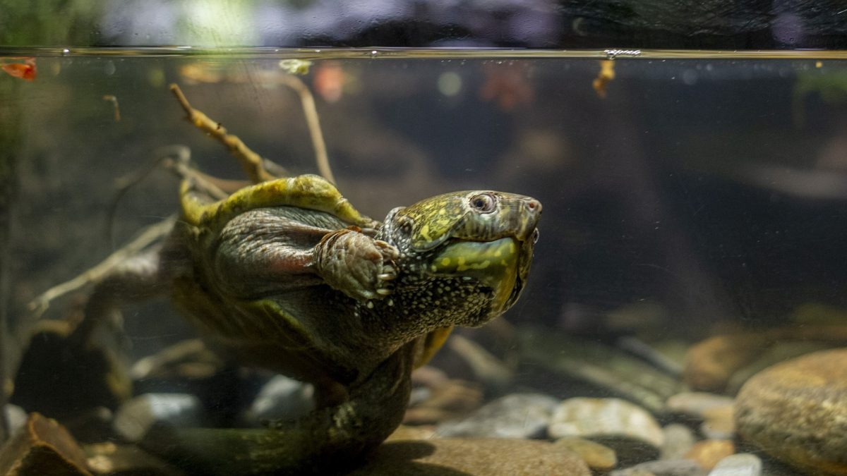 Shell-ebrating Turtles · Tennessee Aquarium