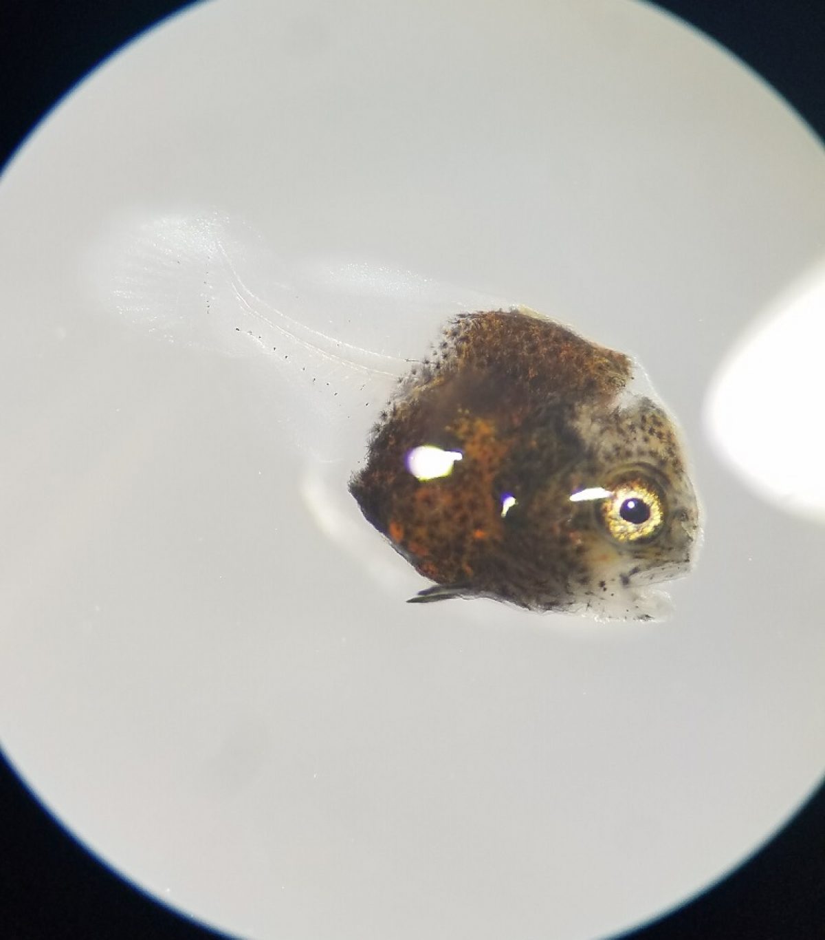 A developing fish being viewed under a microscope