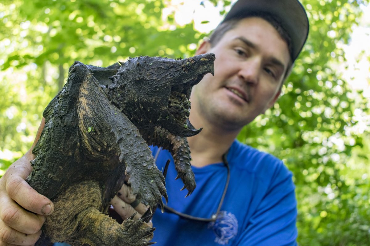 Dr. Josh Ennen with Alligator Snapping Turtle