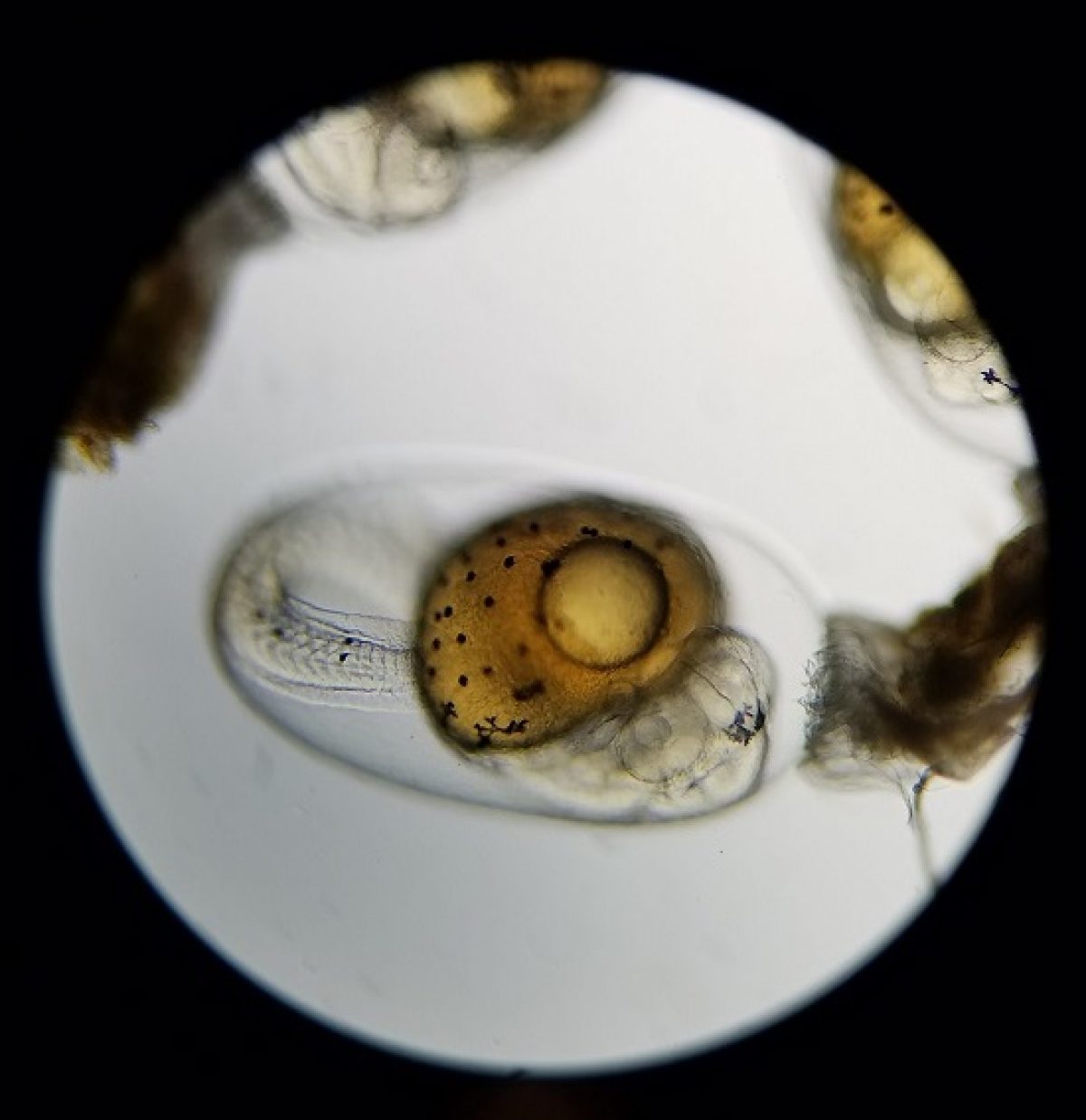 A fish egg being viewed under a microscope