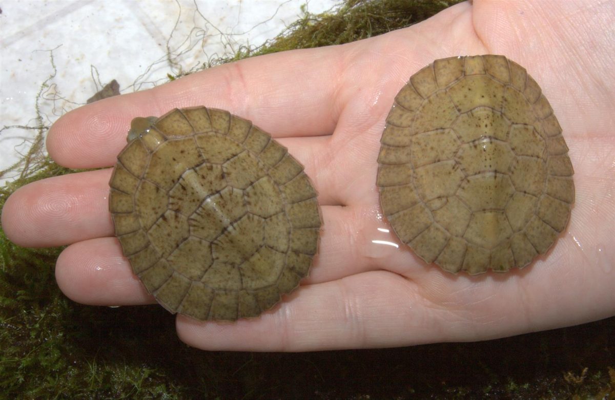 Nine Endangered Borneo River Turtles Hatch at Dresden Zoo - ZooBorns