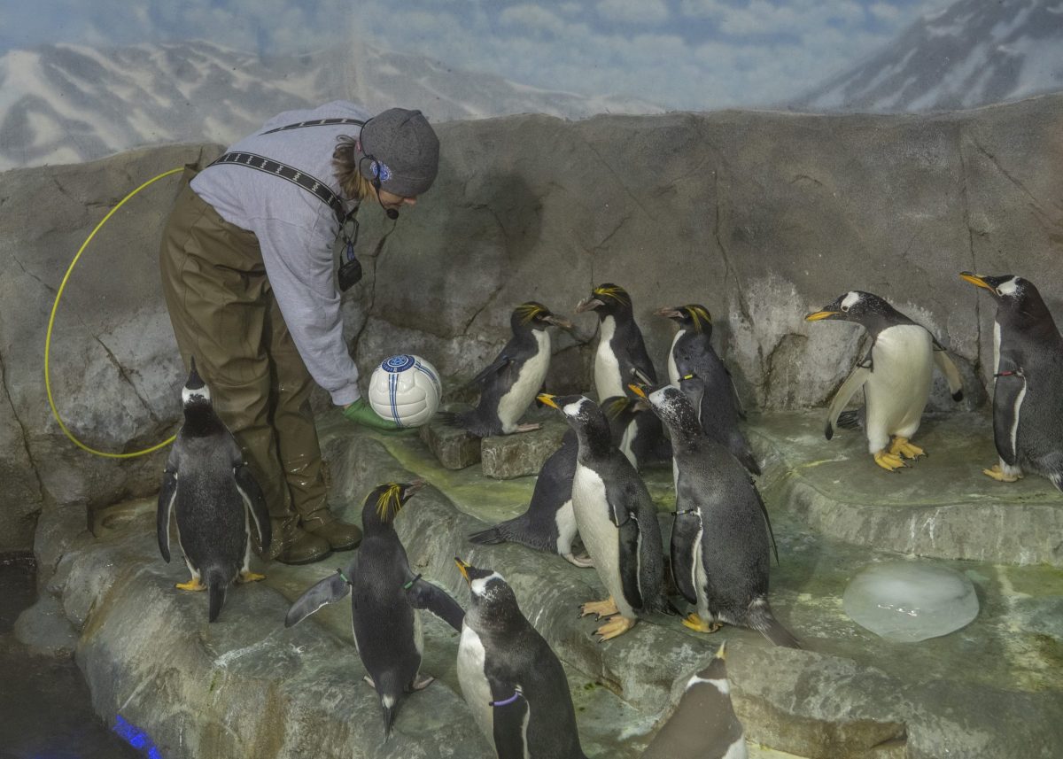 Introducing new objects to penguins as enrichment
