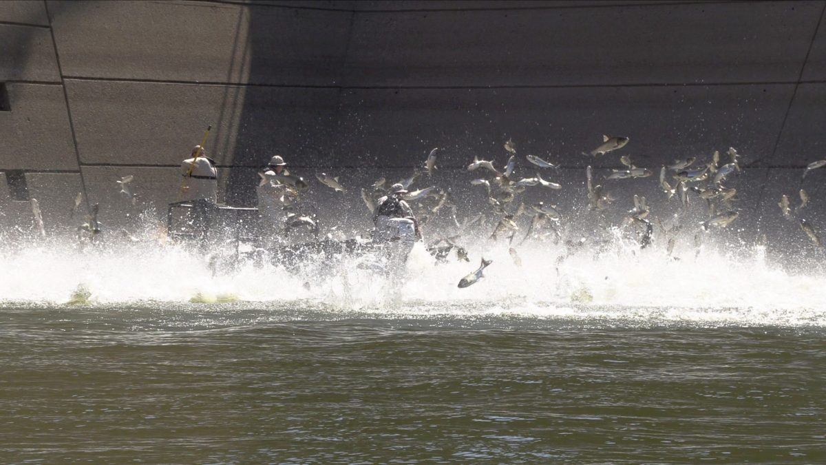 Leaping Carp jumping out of the water