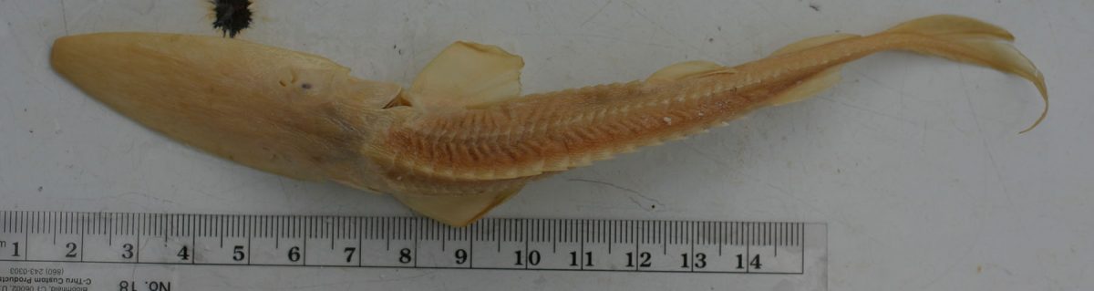 Preserved Museum Specimen of Syr Darya Shovelnose Sturgeon