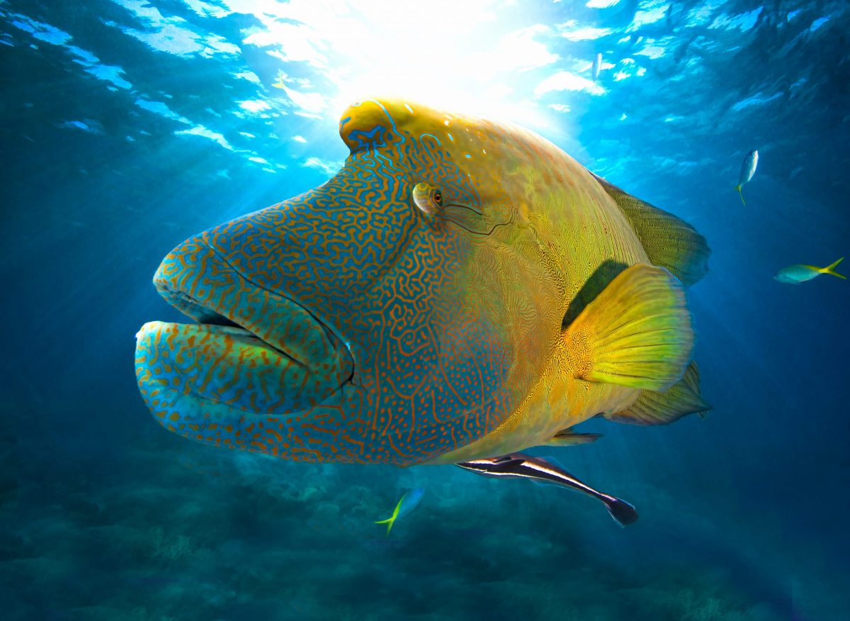 A close up of an adult wrasse