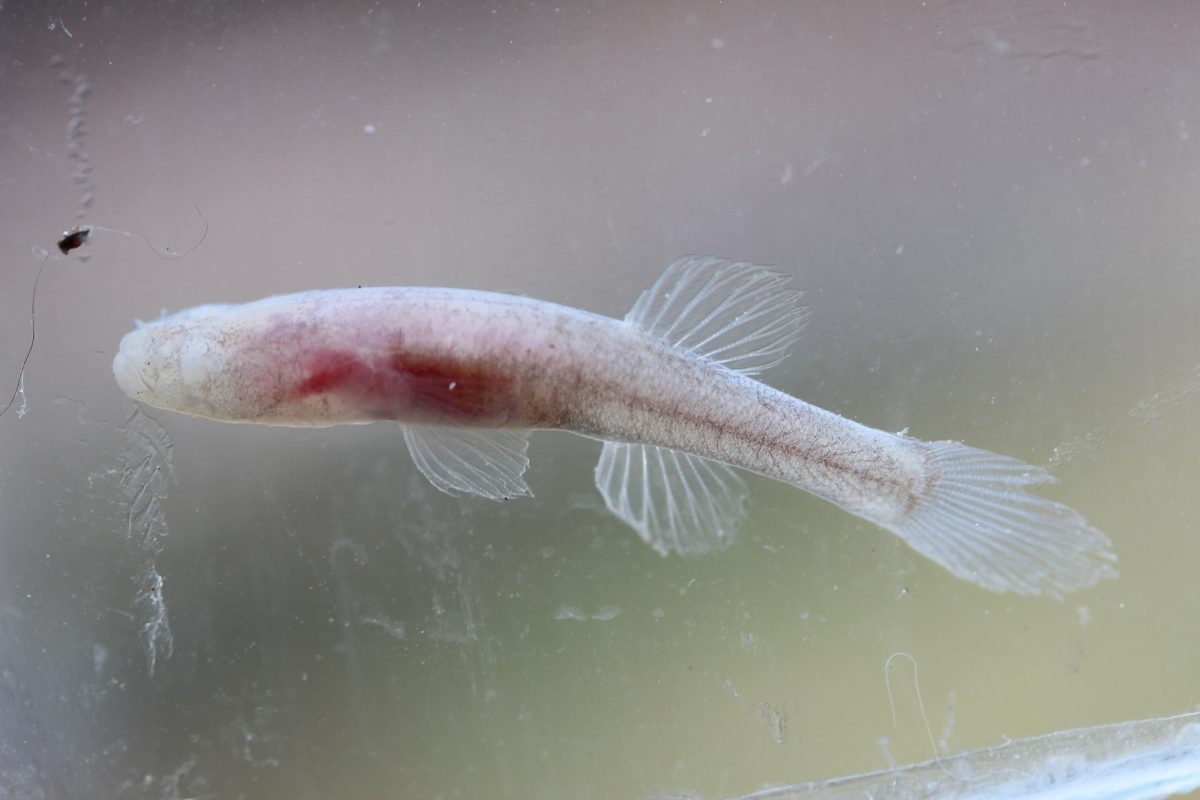 Southern Cavefish