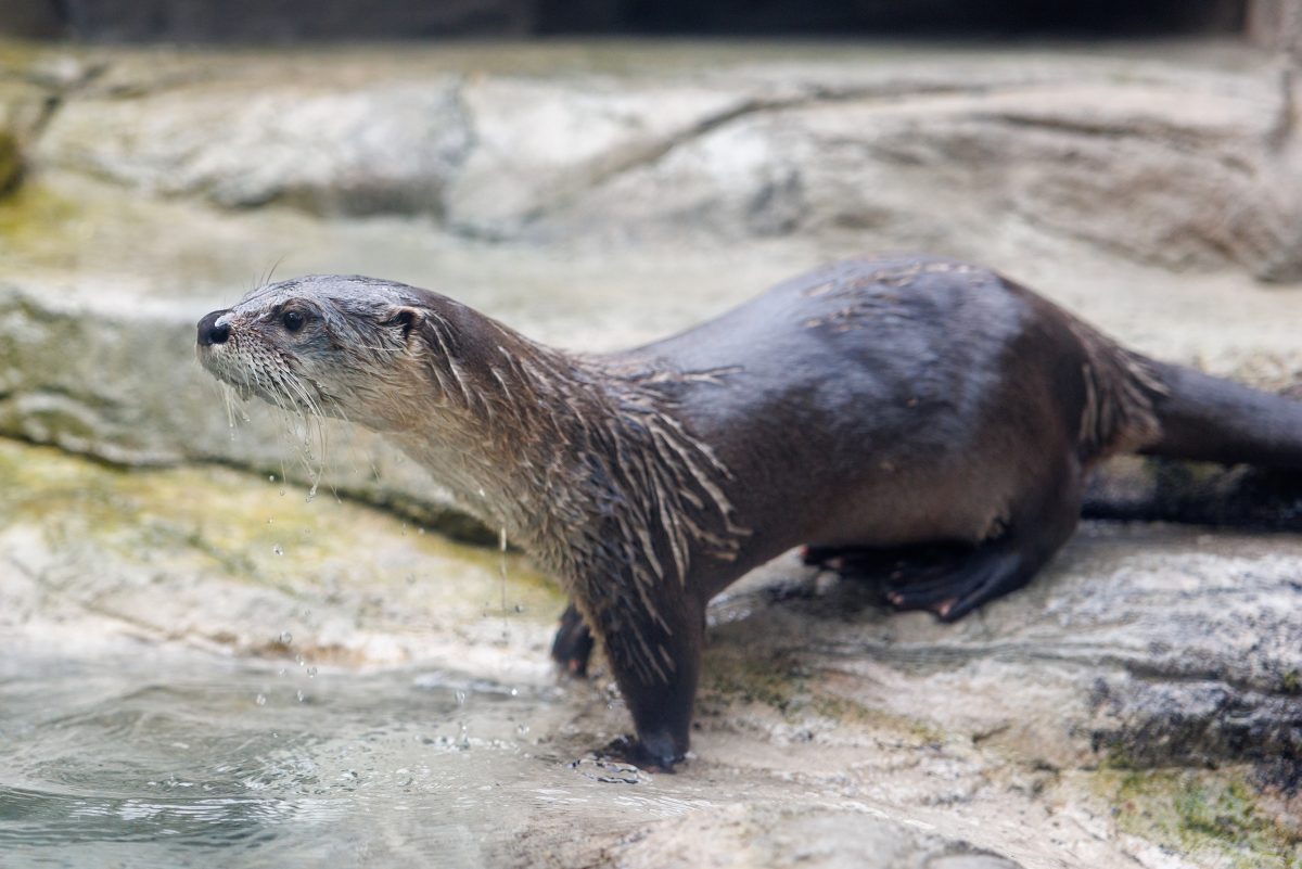 River otter standing out of the water