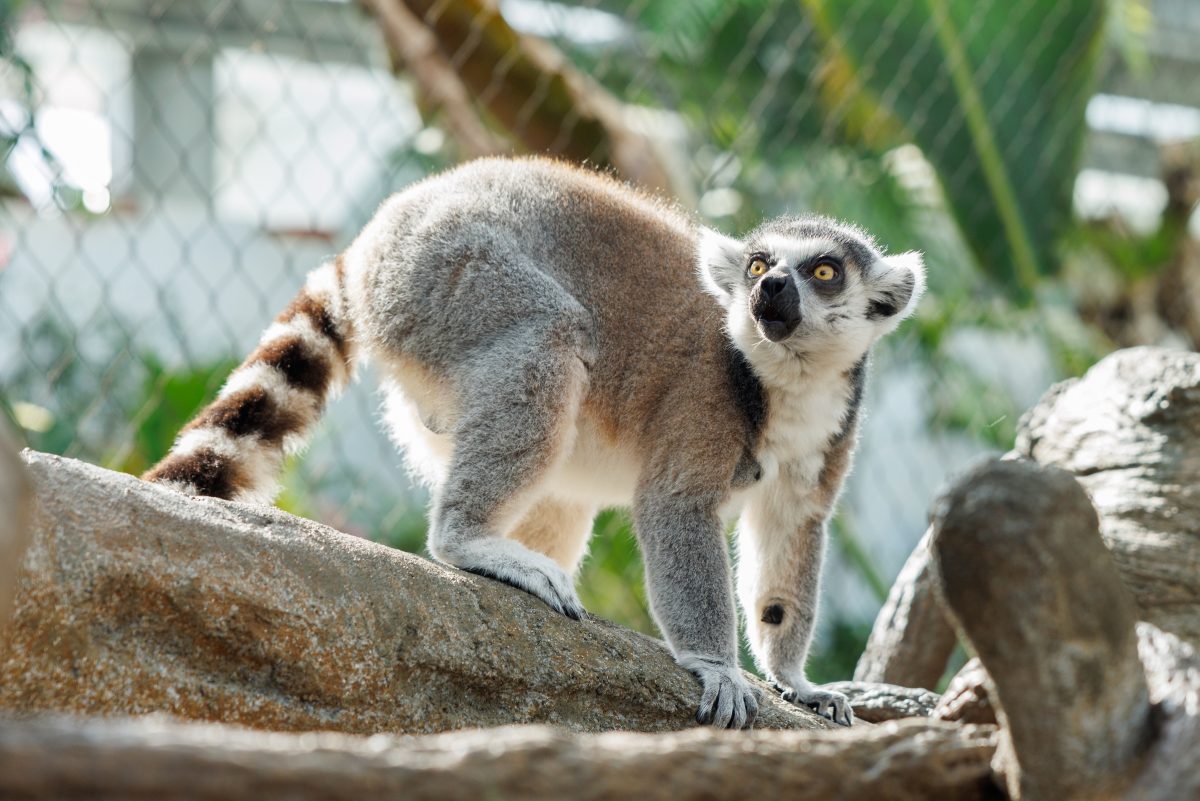 Ring-tailed Lemur