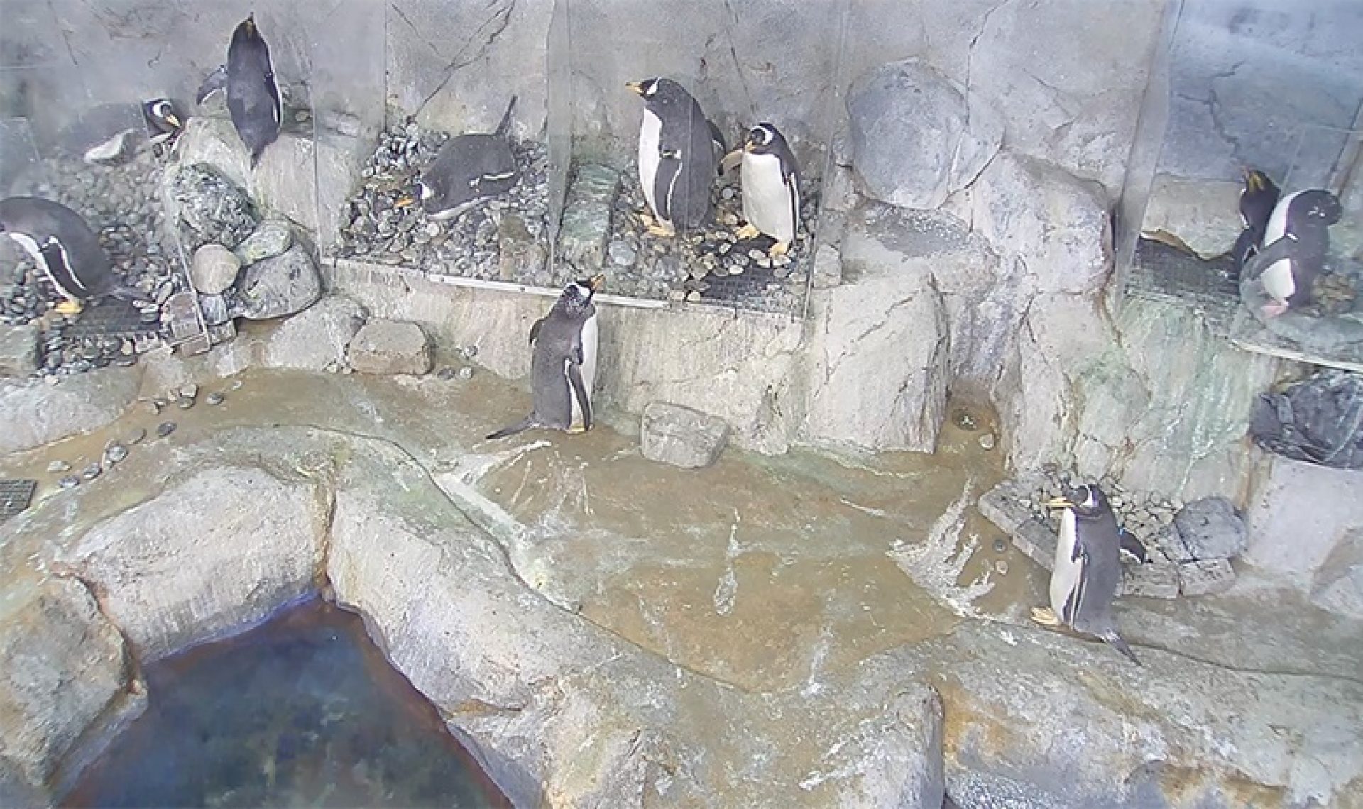 Paradise Park Penguin Webcam