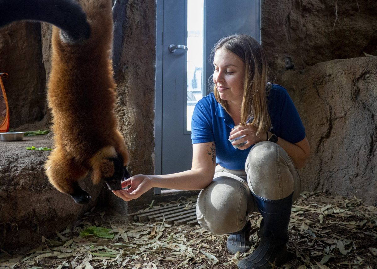 keeper feeding red-ruffed lemur