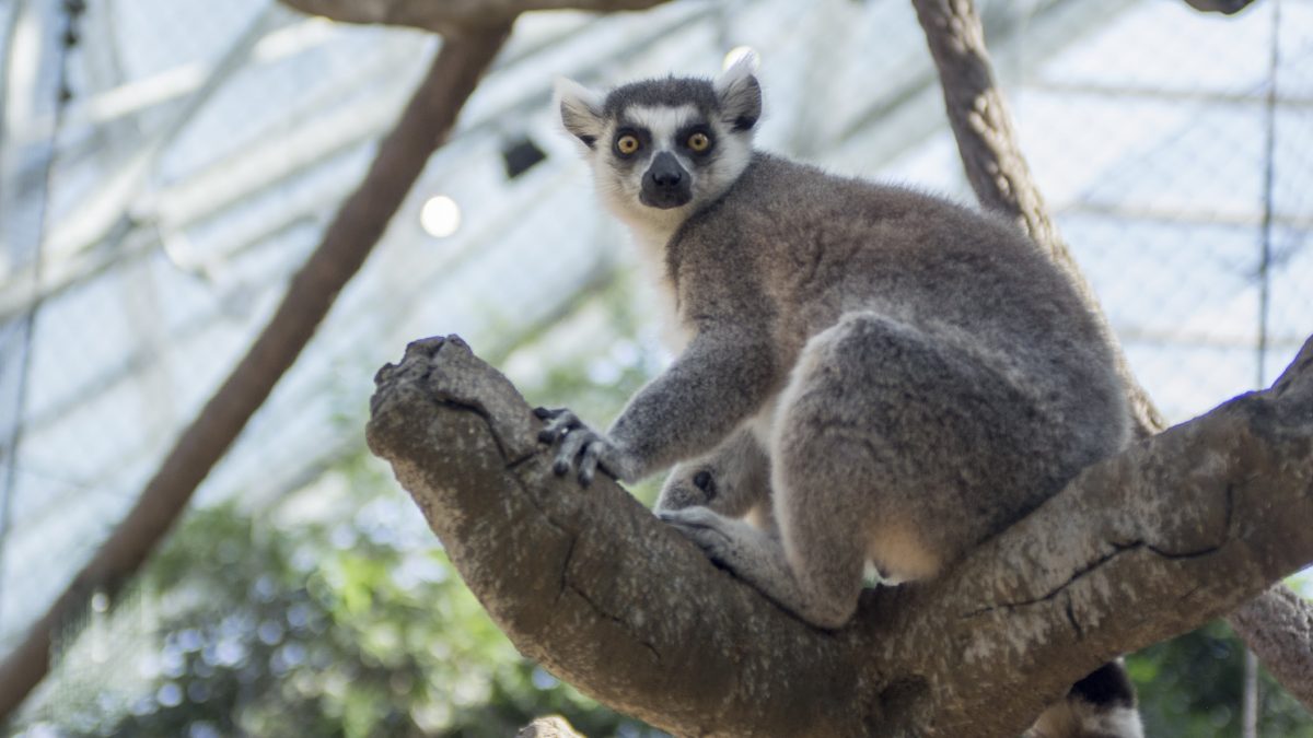 Ringtail lemur 1