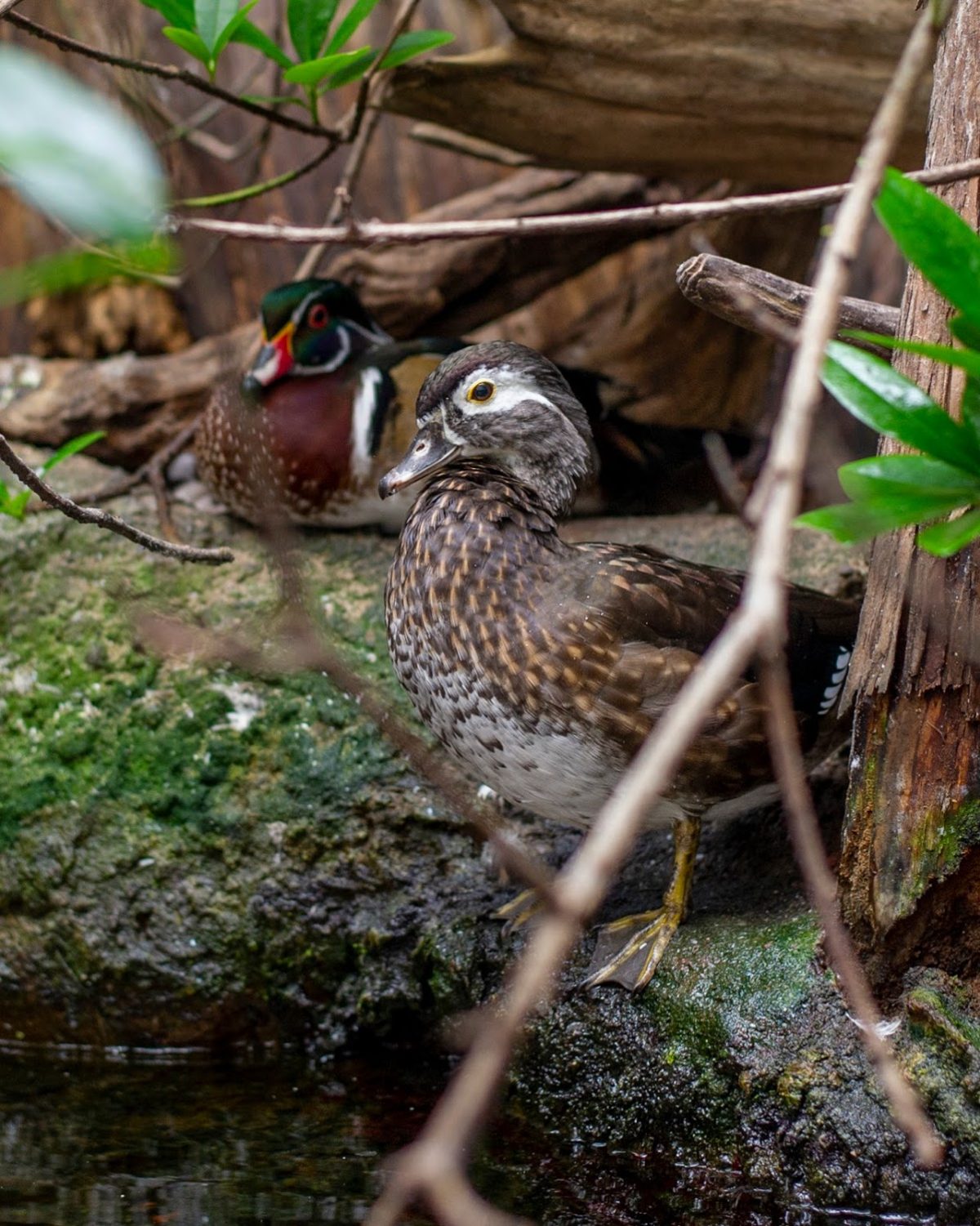 Wood Duck male and female
