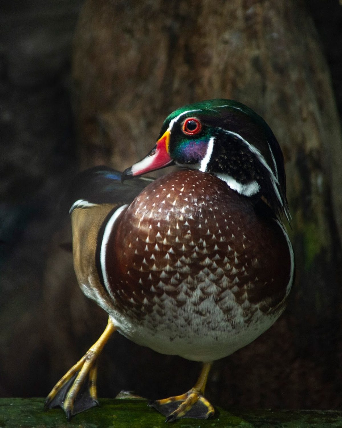 Wood Duck close up