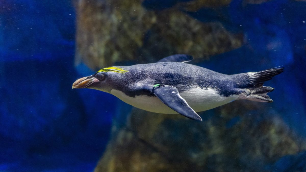 Macaroni Penguin swimming