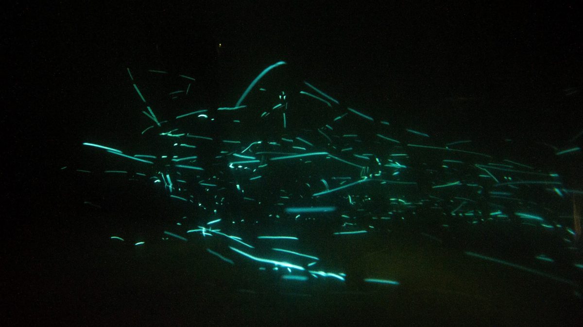 Flashlight fish in motion