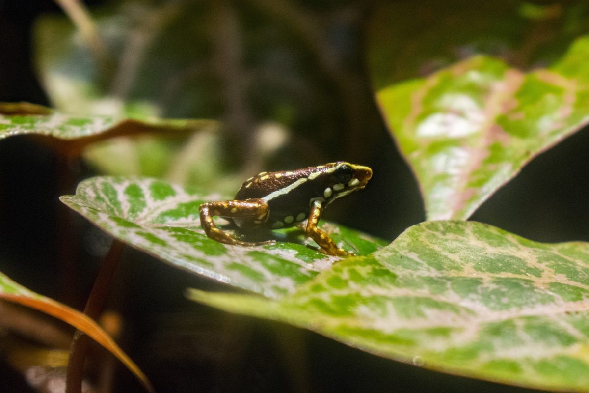 Phantasmal Dart Frog calling on leaf