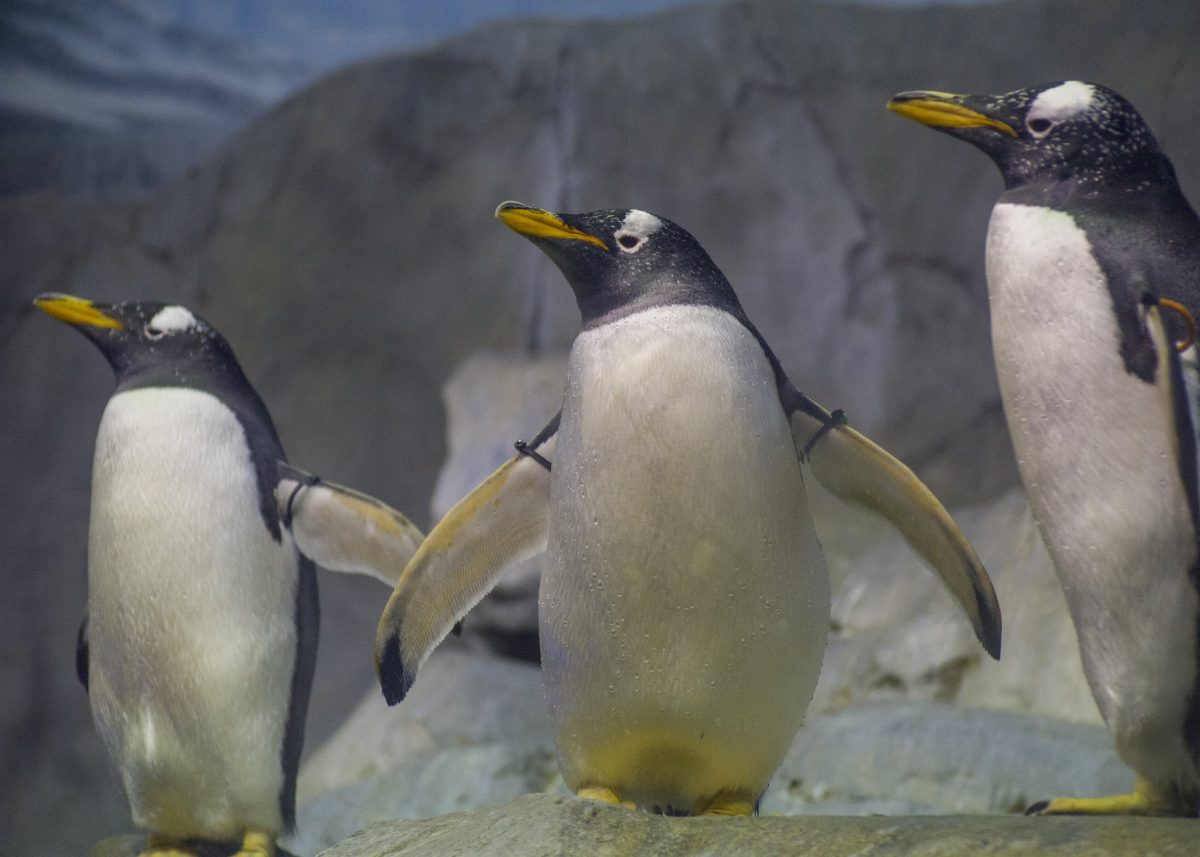 Gentoo Penguin group