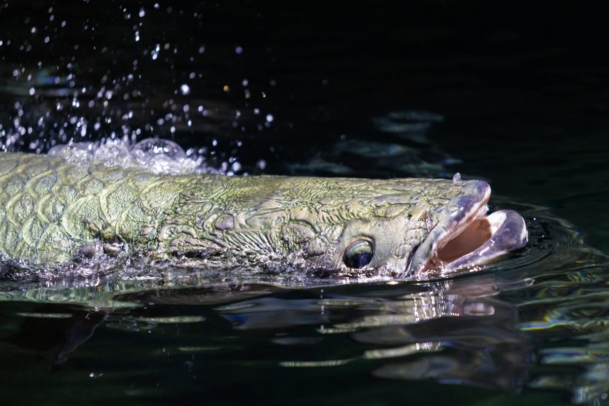 An Arapaima breaches the surface of the River Giants exhibit to take a breath. As an obligate air-breather, Arapaima must regularly surface to breathe.