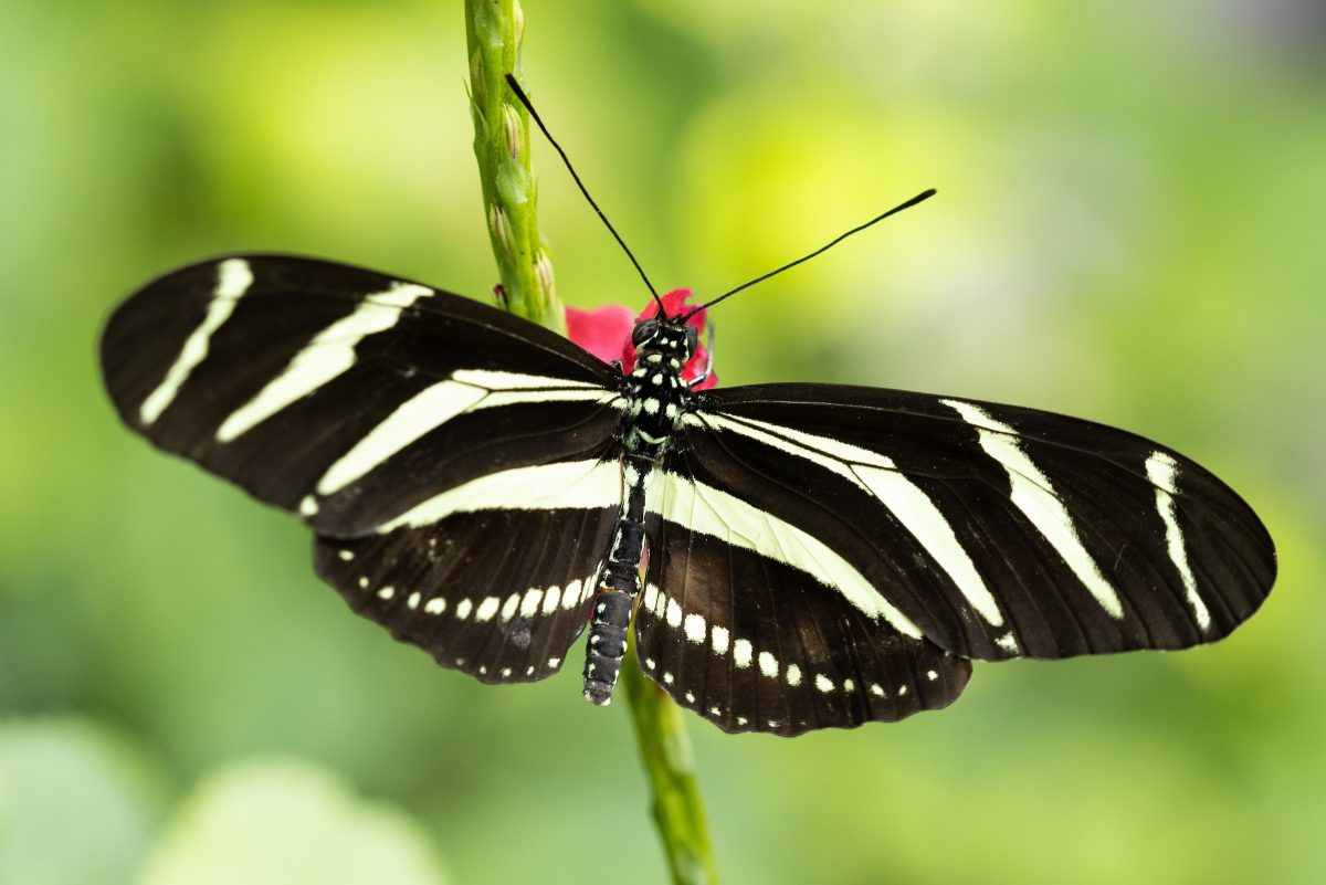 A Heliconius charithonia, or Zebra Longwing Butterfly, in the Tennessee Aquarium's Butterfly Garden.