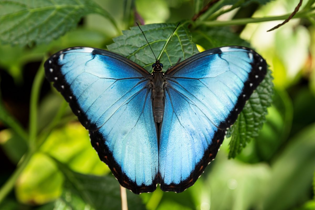 Blue Morpho butterfly at the Tennessee Aquarium