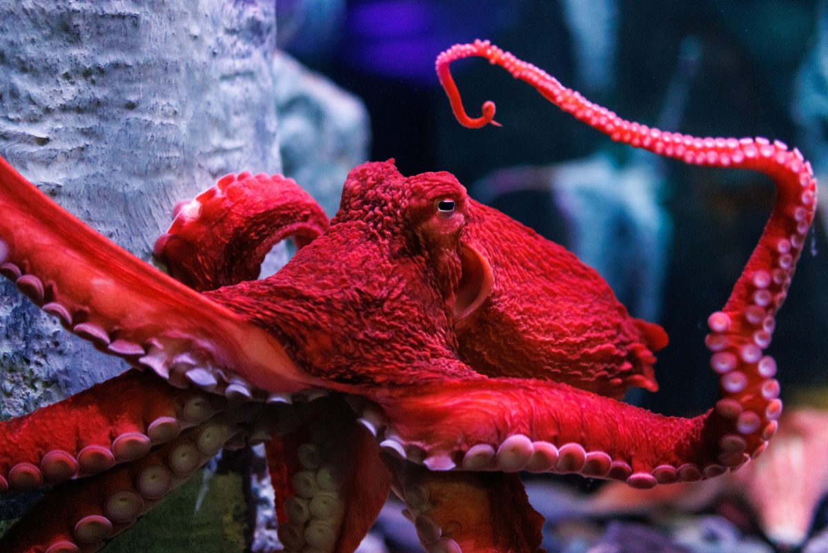 A Giant Pacific Octopus at the Tennessee Aquarium.