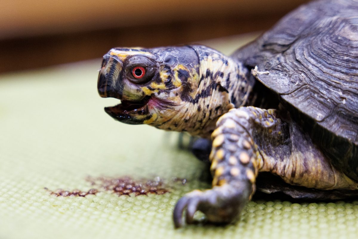 An Eastern Box Turtle (Terrapene carolina carolina) at the Tennessee Aquarium.