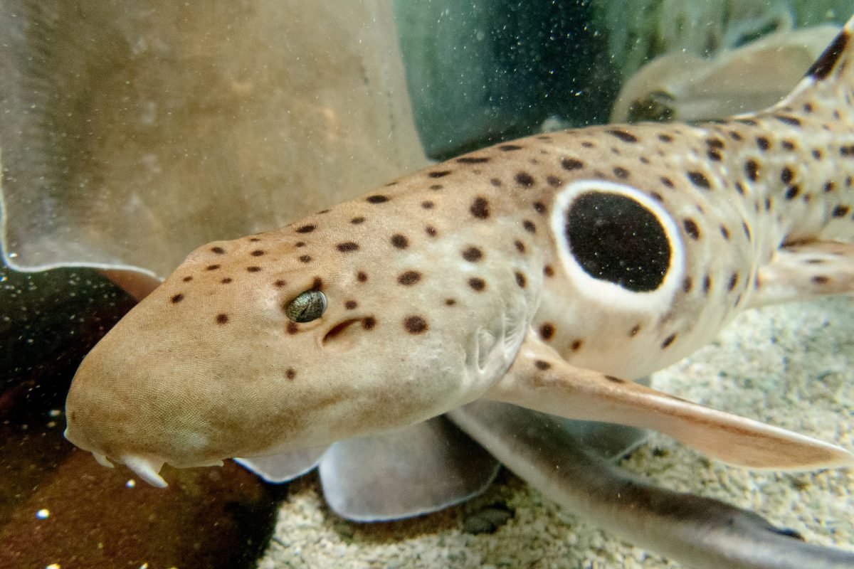 Epaulette Shark (Hemiscyllium ocellatum)