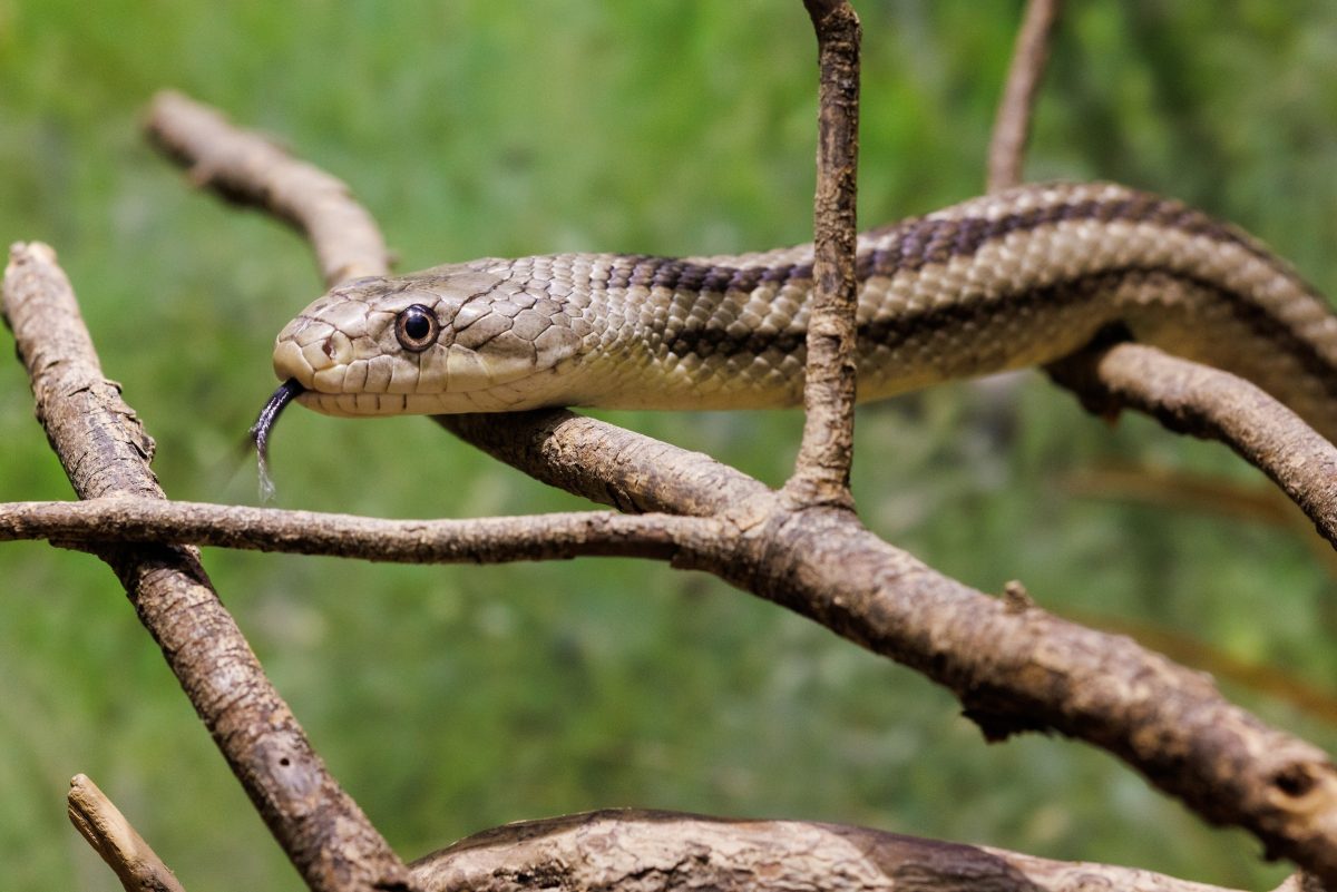 An Eastern Rat Snake in the Gopher Tortoise exhibit in Delta Country.