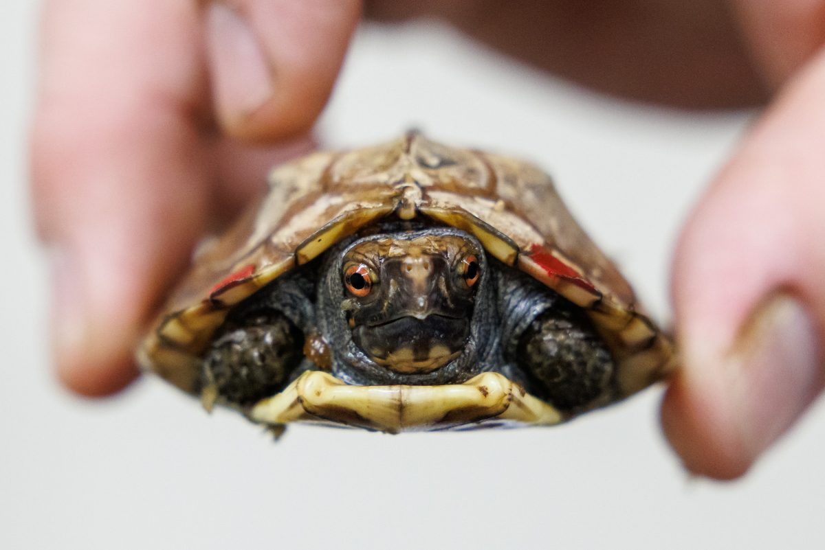 Keeled box turtle being held by aquarium staff