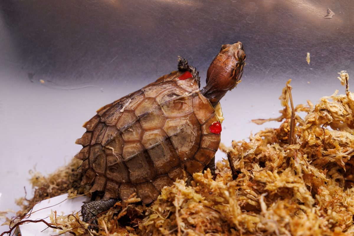 A young Keeled Box Turtle