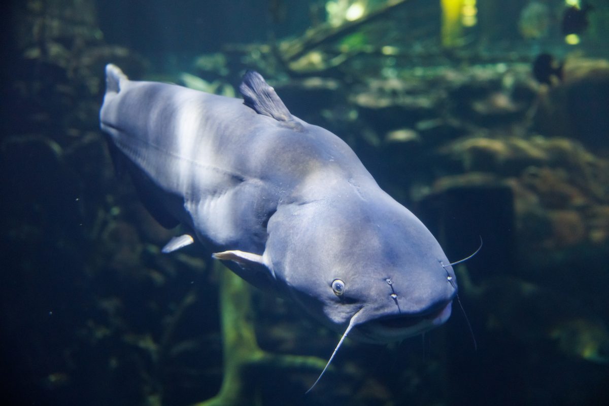 Blue Catfish (Ictalurus furcatus) in the Tennessee River exhibit.