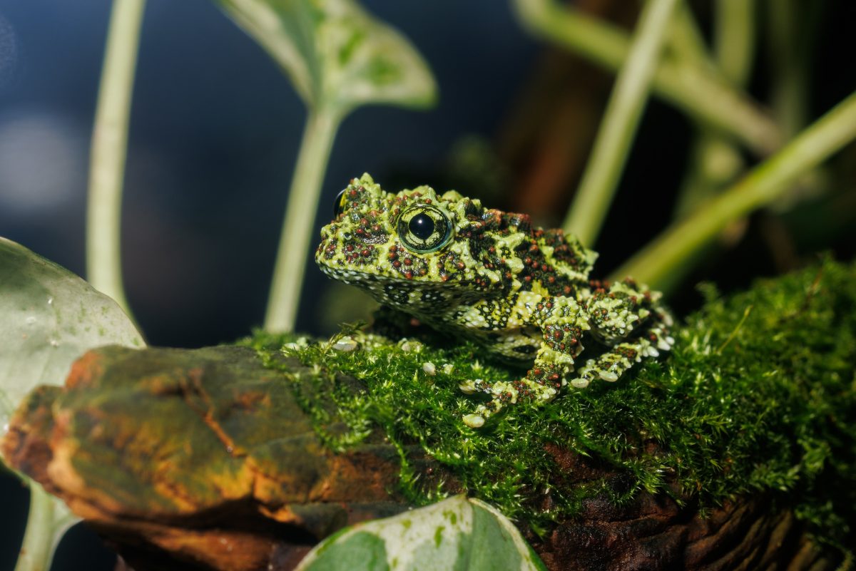 Vietnamese Mossy Frog (Theloderma corticale)