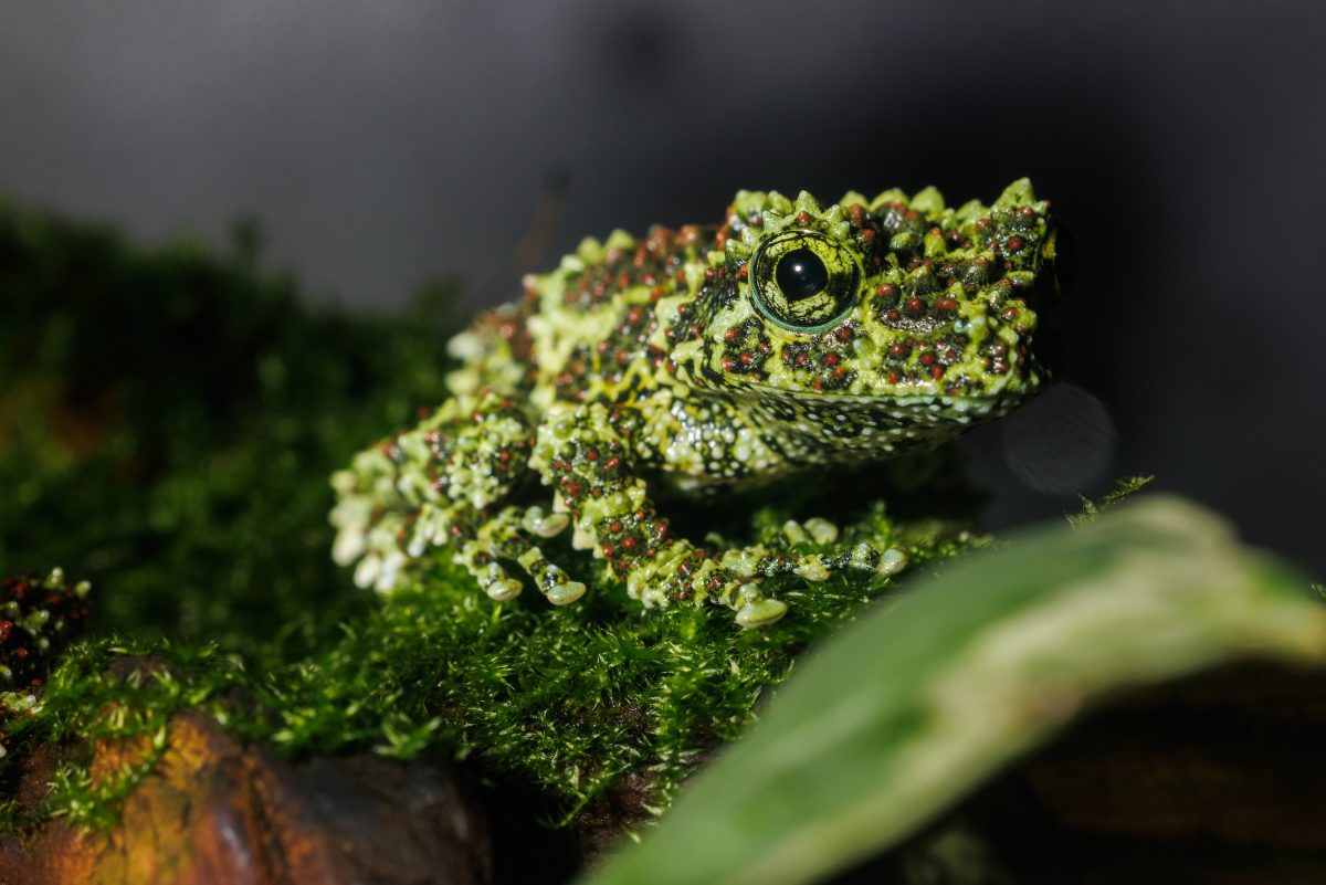 Vietnamese Mossy Frog (Theloderma corticale)