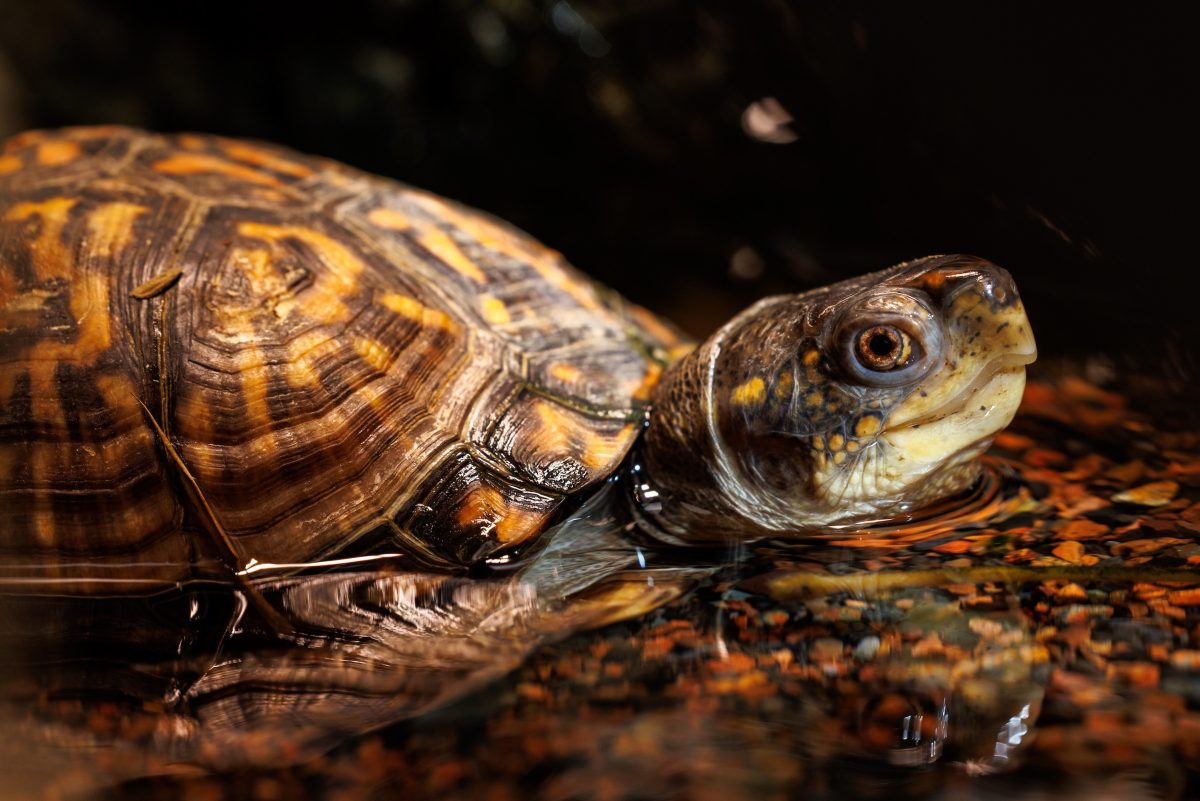 Eastern Box Turtle (Terrapene carolina carolina) in the Tennessee Aquarium's Turtles of the World gallery.